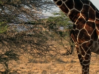 Giraffe 562391 1920