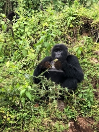 Karisimbi Karisimbi