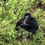 Karisimbi Karisimbi