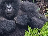 5 Days Rwanda Safari 5 Days Rwanda Safari