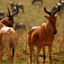 Right Safaris Right Safaris