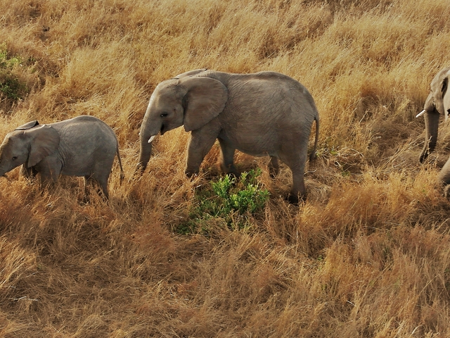 4-Day Nairobi to Maasai Mara Safari Photos