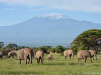 Annesafari Annesafari