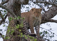 African_Magical_Treasures African_Magical_Treasures