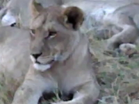 Lions