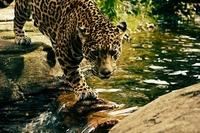 Afrikangomasafaris Afrikangomasafaris