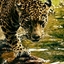 Afrikangomasafaris