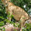 Broveny Safaris Broveny Safaris