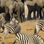Yebo Tours