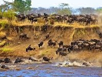Wilderbeast Migration