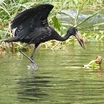 Bird Bird
