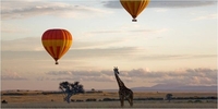 Wild Safaris Wild Safaris