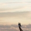 Wild Safaris Wild Safaris