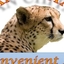African Chitah African Chitah