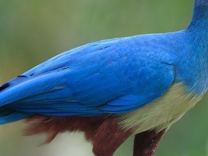 Birding in East-Africa Photos