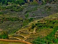 RICE TERRACES