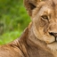 Dhahabu Safaris Dhahabu Safaris
