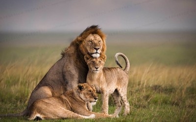 8 Days Scenic Safari Kenya Photos
