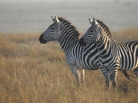Balo Safaris