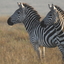 Balo Safaris