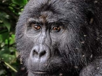 3 Days Gorilla Trekking Safari in Uganda 3 Days Gorilla Trekking Safari in Uganda