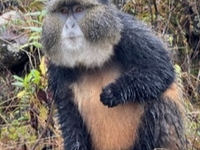 Gorillas and Golden Monkeys in Uganda Gorillas and Golden Monkeys in Uganda