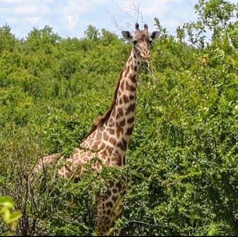 3 Days 2 Night Selous Adventure Photos
