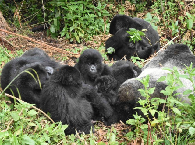 Rwanda Gorilla Trekking Adventure Photos