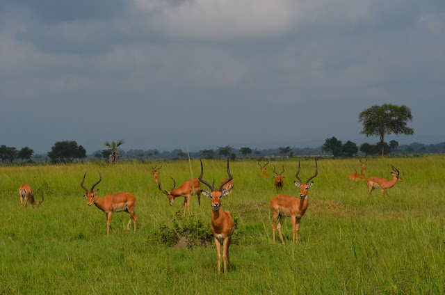 Mikumi National Park 'Daytrip' Photos