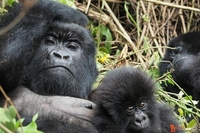 Africa Vacations Africa Vacations