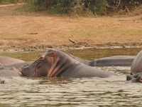 3 Days Safari to Murchison Falls National Park