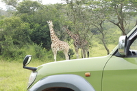 Metropolitan Safaris