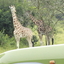 Metropolitan Safaris