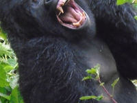 2- Day Express Mountain Gorilla Tour