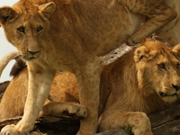 7 Days Kidepo, Murchison Falls & Ziwa Rhino Sactuary Tours