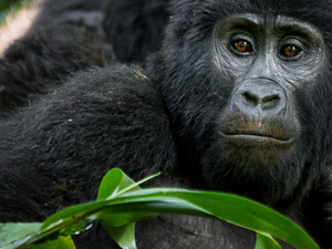 4-Days Gorilla Safari In Bwindi & Chimps In Kibale National Park Photos