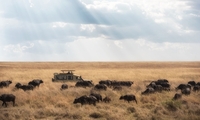 Wildmont Safaris Wildmont Safaris