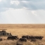 Wildmont Safaris Wildmont Safaris