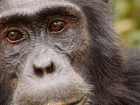 Uganda Primate Safari Uganda Primate Safari