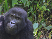 Gorilla Gorilla