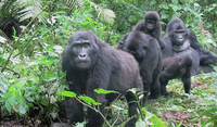 Vibrant Safaris Vibrant Safaris