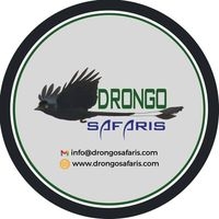 Drongo Safaris