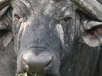 Buffallo Buffallo