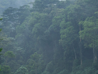 Bwindi Forest Uganda Gorilla Safaris Bwindi Forest Uganda Gorilla Safaris