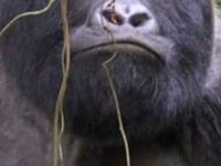 Private Tour Uganda Gorillas And Game Safari Private Tour Uganda Gorillas And Game Safari