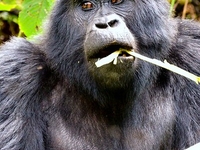 Gorilla Gorilla