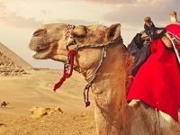 8 Days Cairo, Nile Cruise & Hurghada Holiday 8 Days Cairo, Nile Cruise & Hurghada Holiday