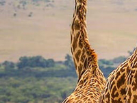 The Tall Beauties The Tall Beauties