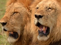 Wildbeast Migration Wildbeast Migration