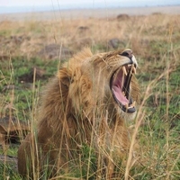 Leobeast Safaris Leobeast Safaris